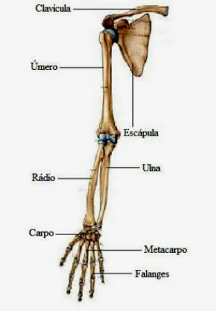 esqueleto apendicular superior